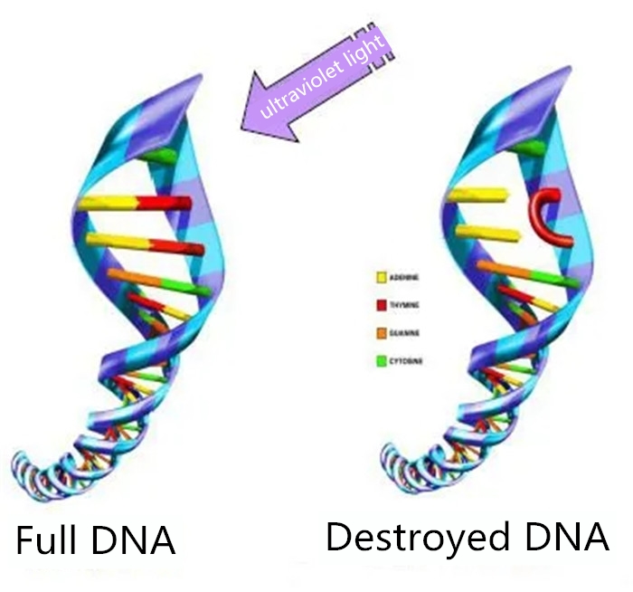 uništiti DNK